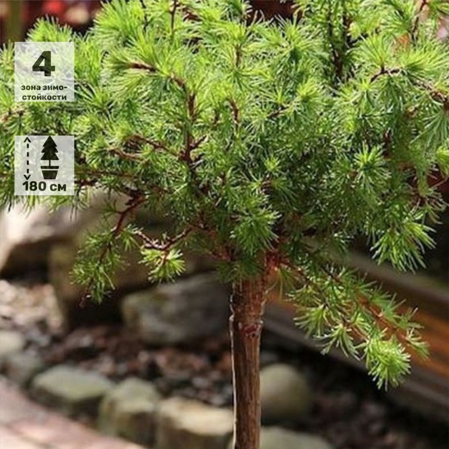 Лиственница европейская Пендула