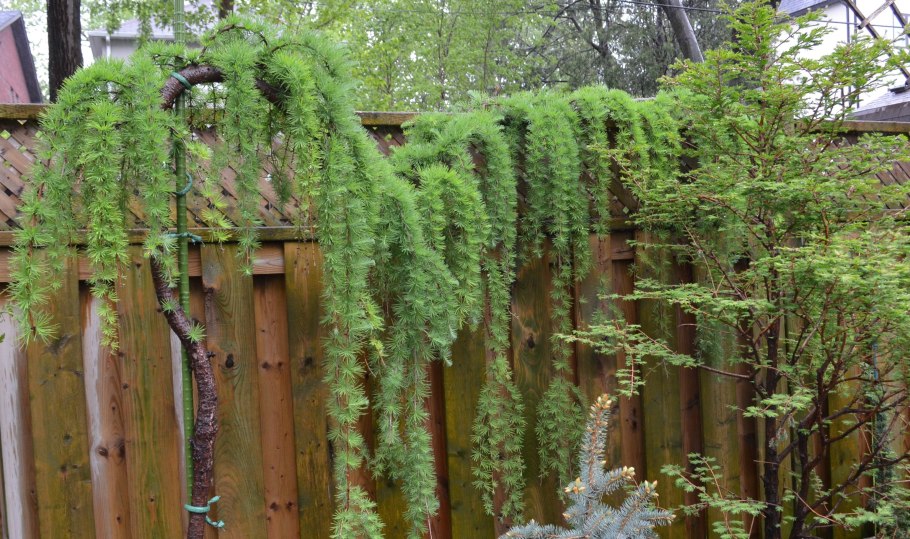 Лиственница европейская плакучая