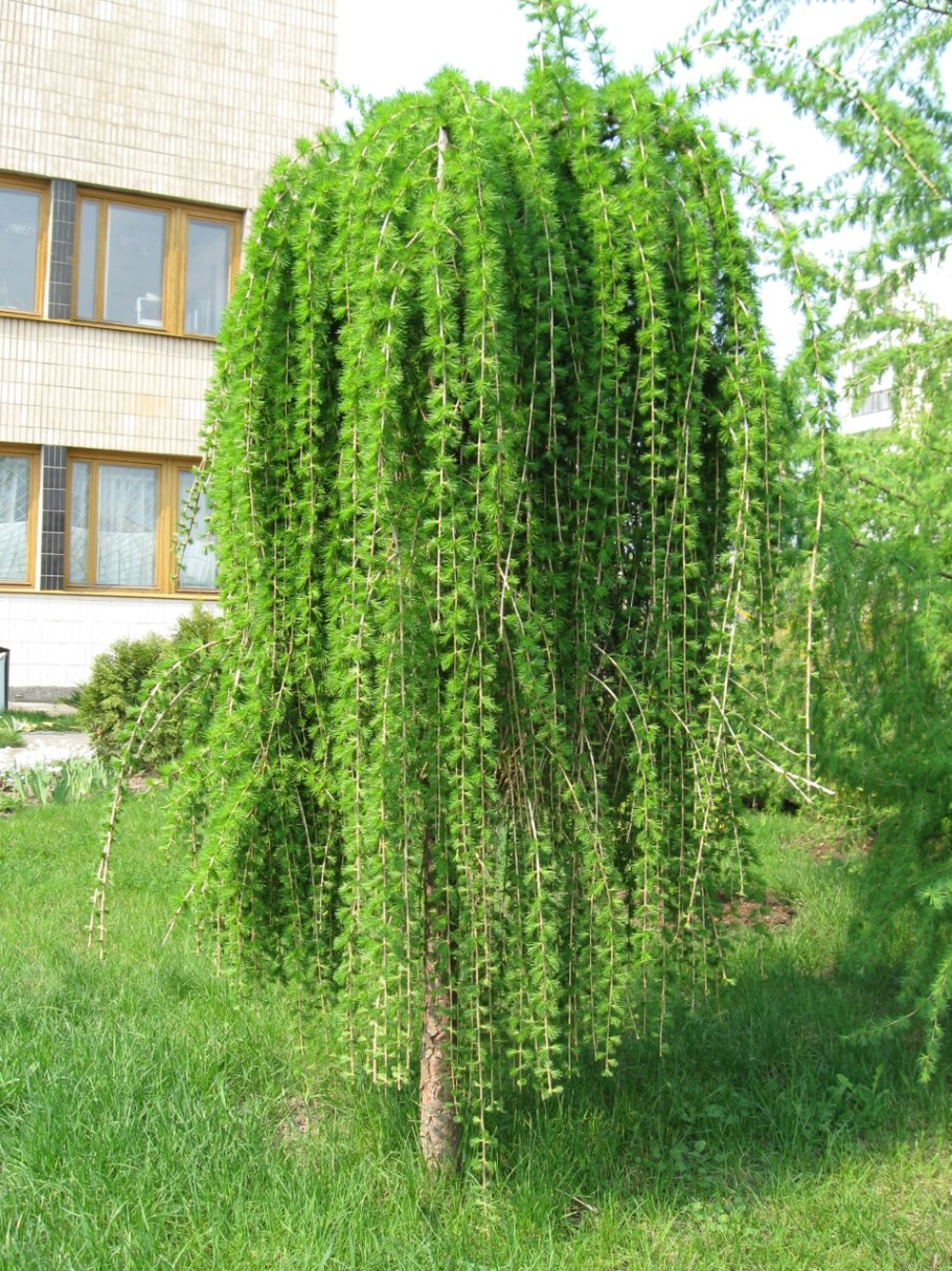 Лиственница европейская pendula