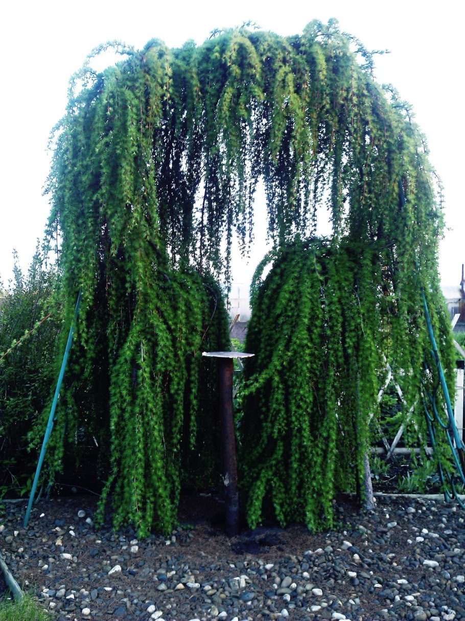 Лиственница японская Пендула