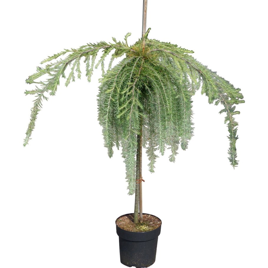 Лиственница европейская pendula