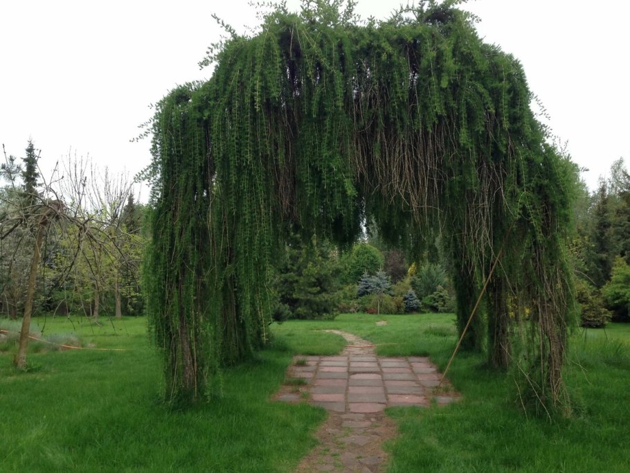 Лиственница европейская Пендула