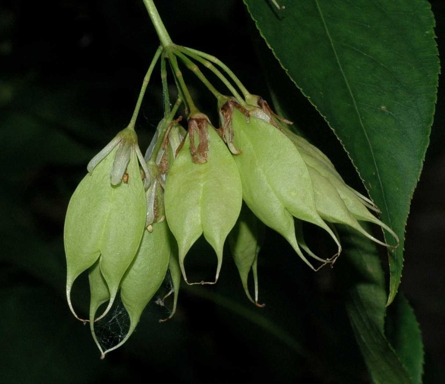 Клекачка перистая