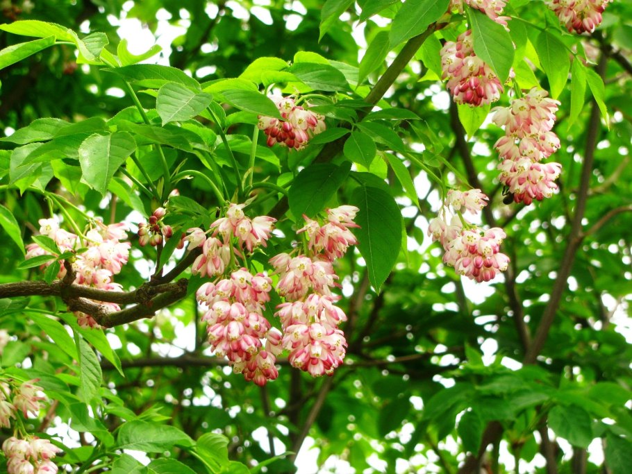 Клекачка перистая Staphylea pinnata