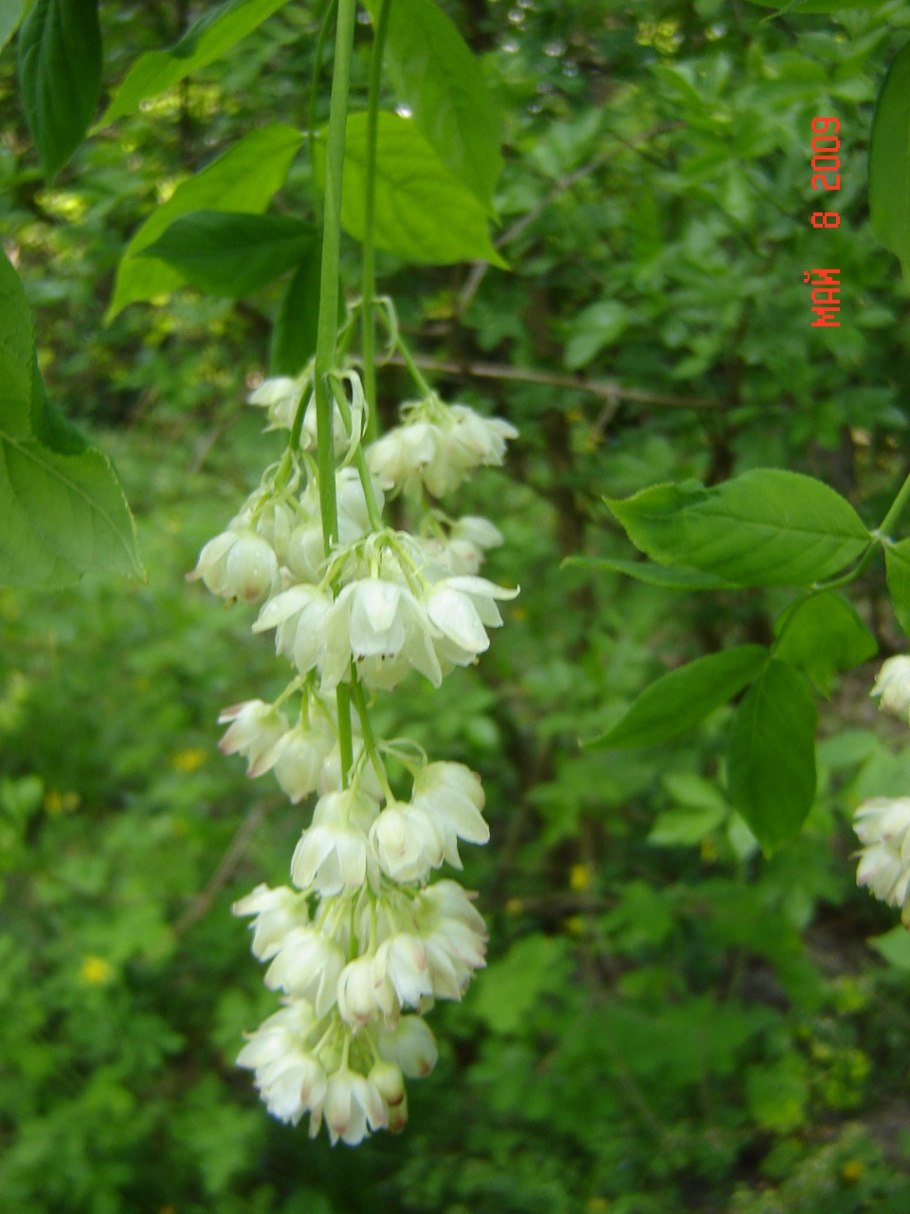 Клекачка перистая Staphylea pinnata