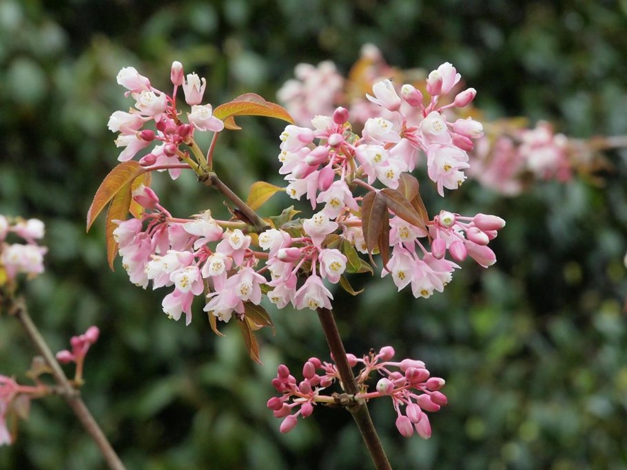 Клекачка Колхидская (Staphylea colchica)