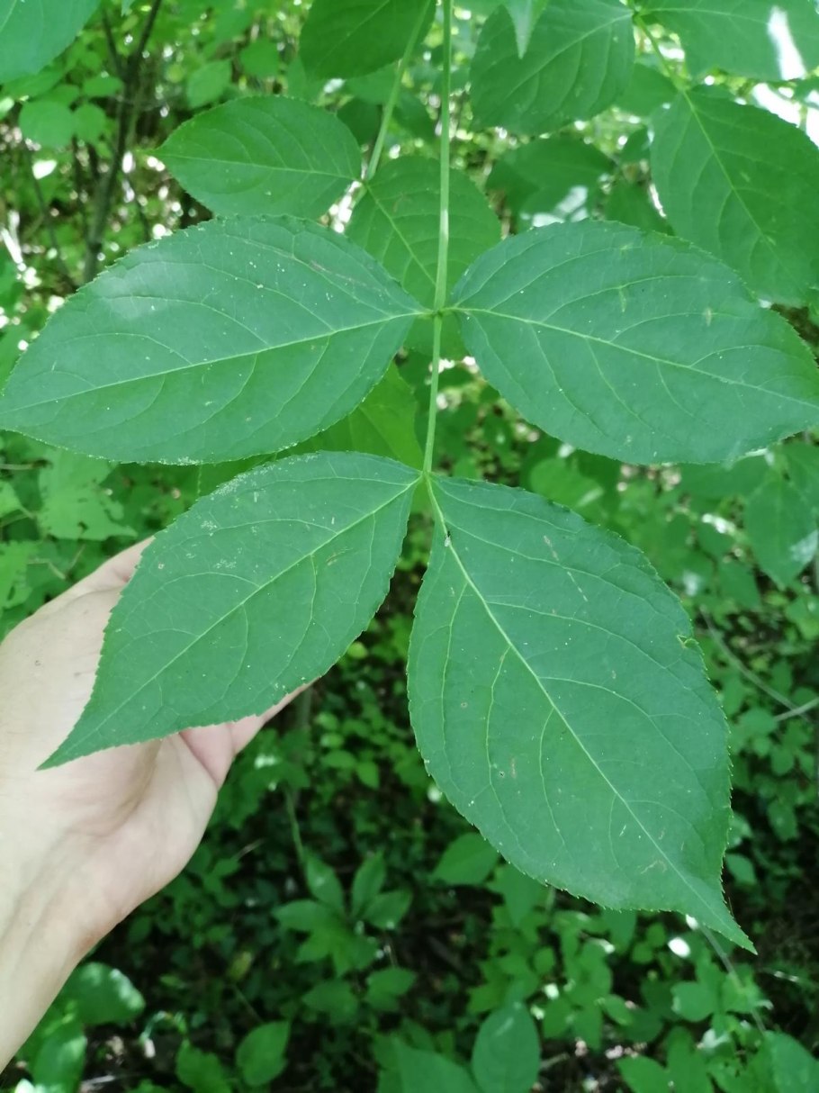 Клекачка Колхидская ДЖОНДЖОЛИ