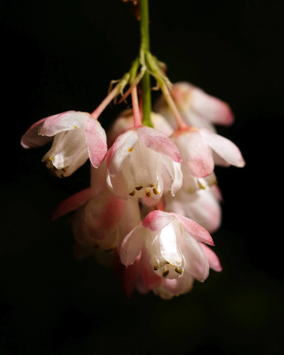 Деревья с тройчатыми листьями