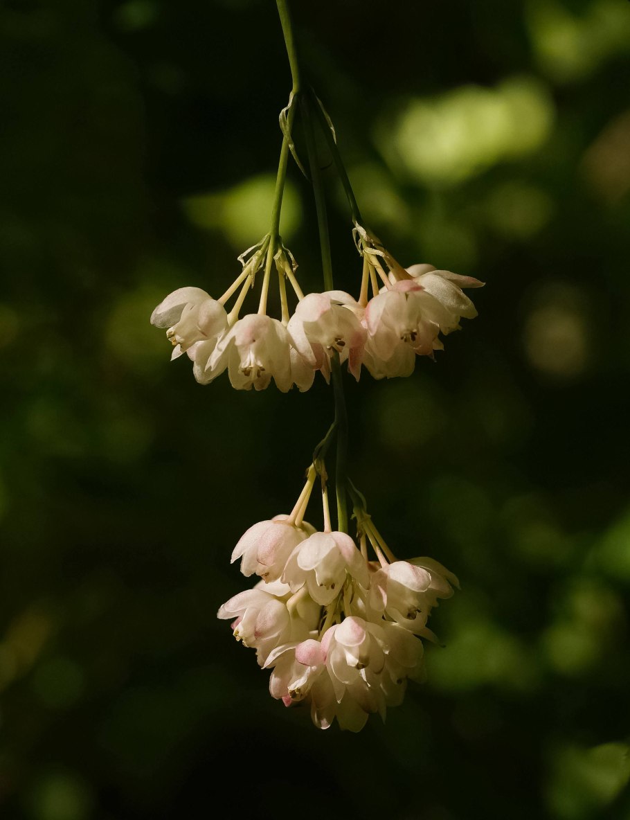 Клекачка перистая Staphylea pinnata