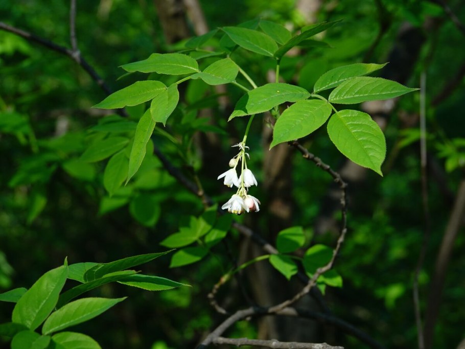 Клекачка перистая