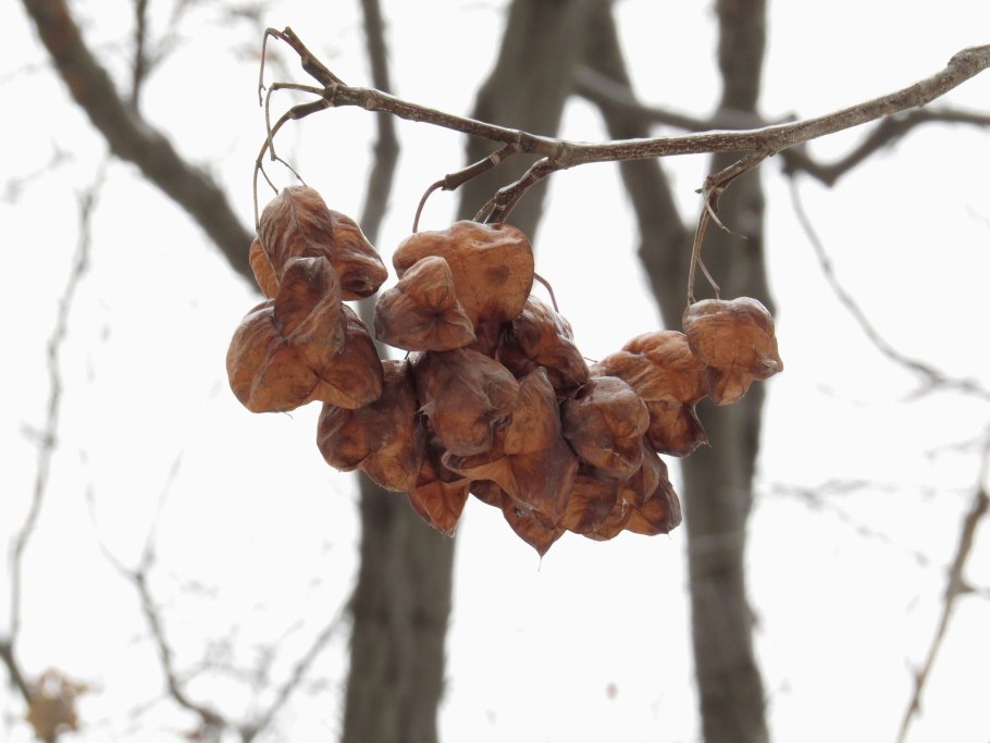 Клекачка перистая Staphylea pinnata