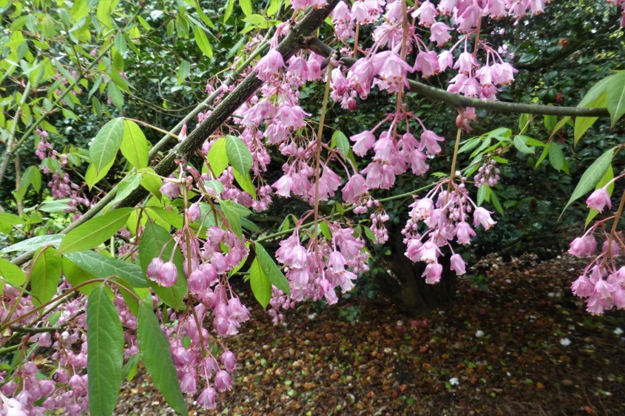 Клекачка Эмоди 27. Кольквиция прелесная 28. Корилопсис китайский