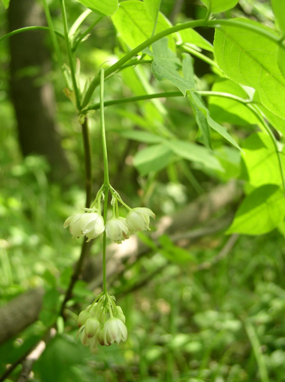 Клекачка Колхидская