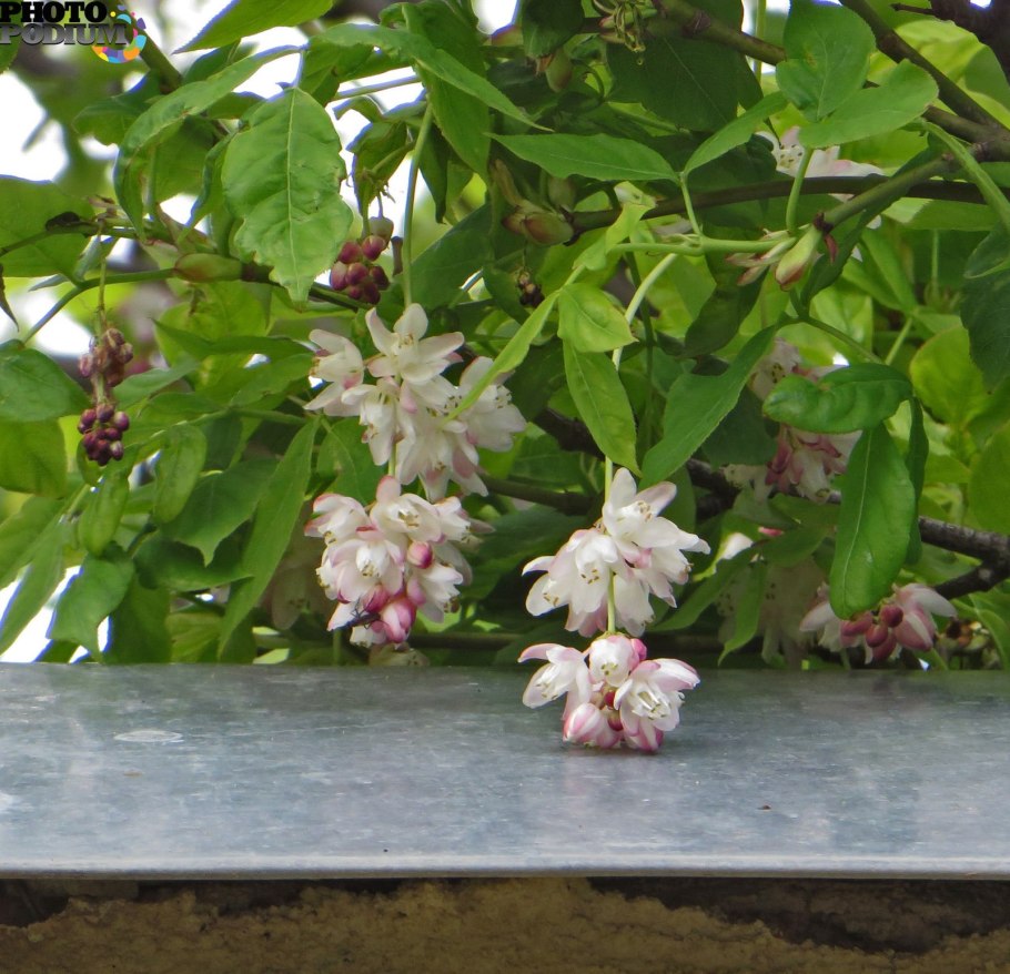 Клекачка Колхидская