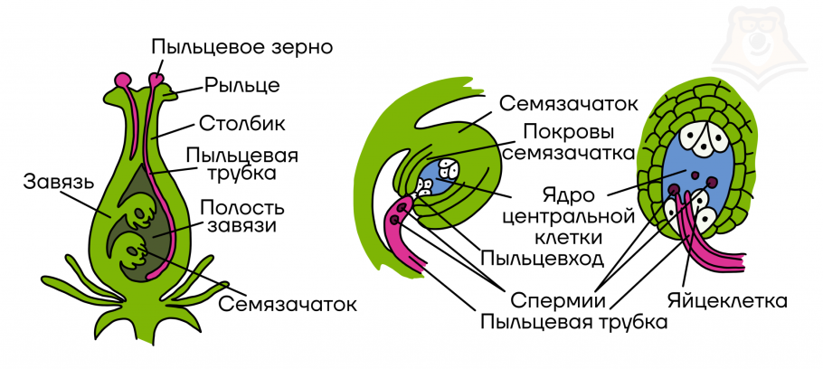 Генеративное размножение цветковых растений