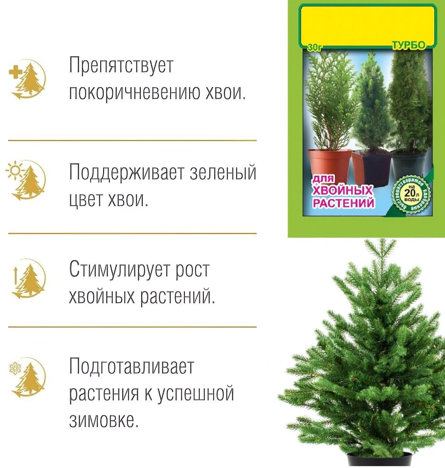 Хвойное дерево туя описание