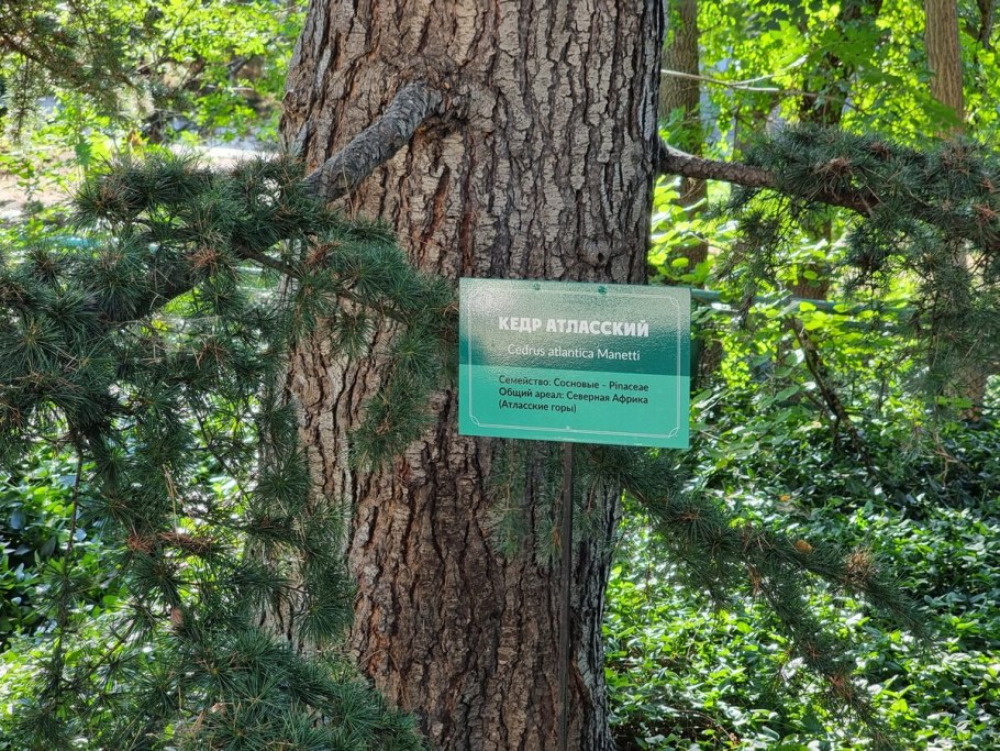 Секвойядендрон гигантский