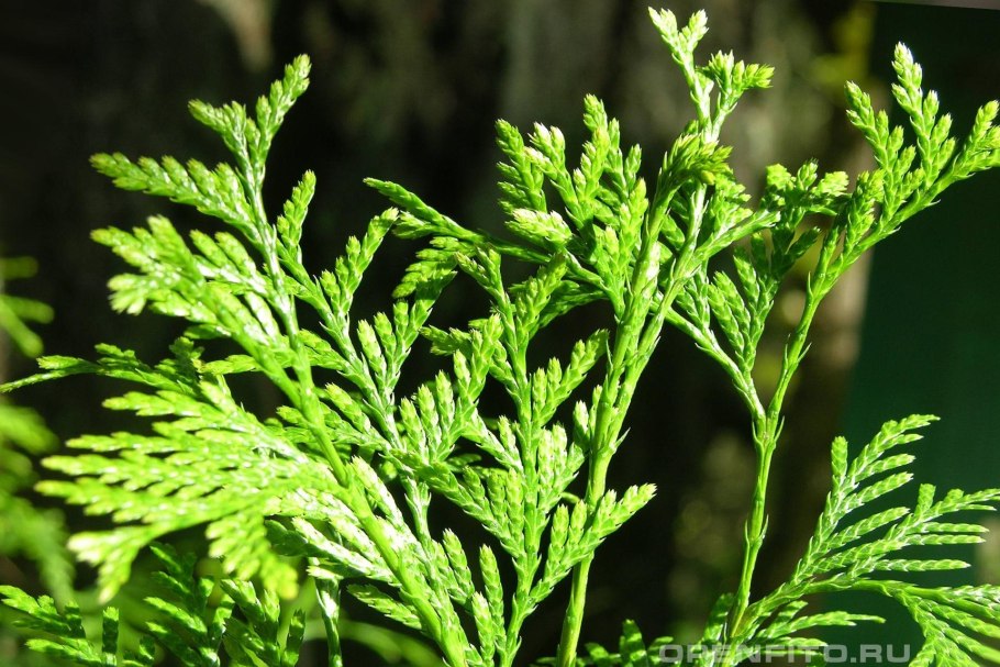Туя Западная Smaragd