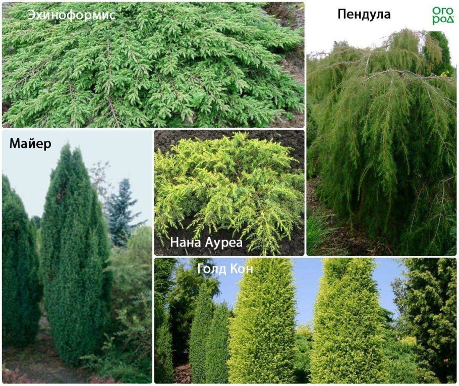 Туя,лиственница, папоротник.