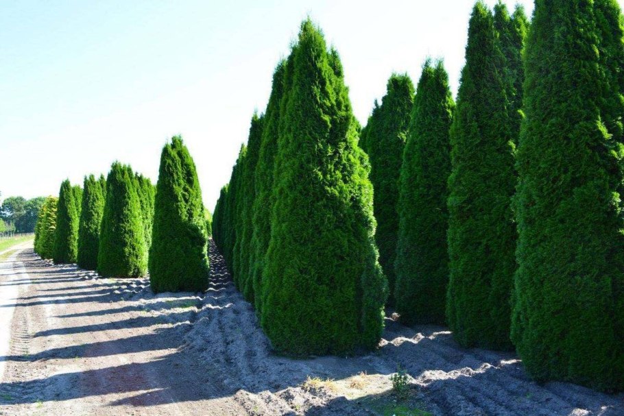 Кипарисовик хвоя хвоя