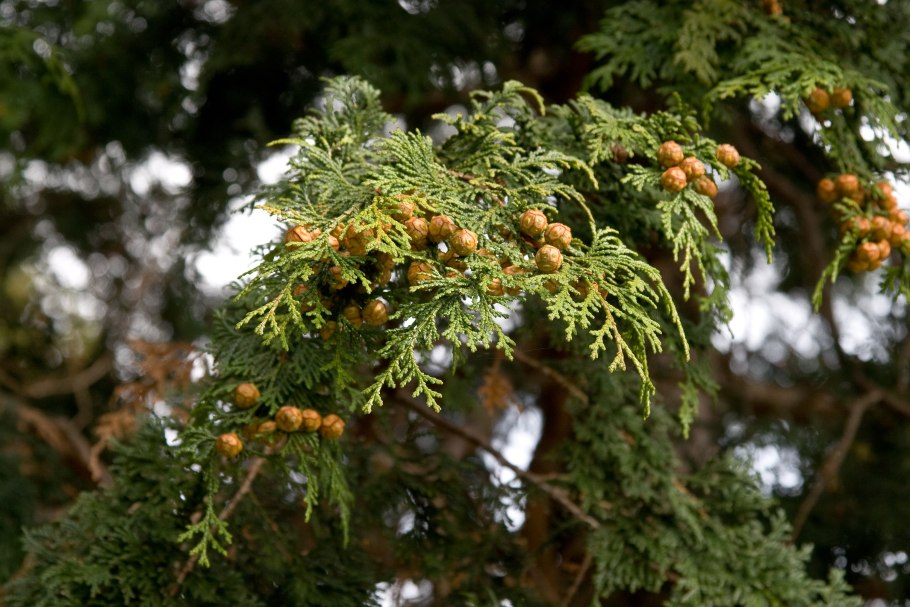 Паспорт хвойного дерева пихта