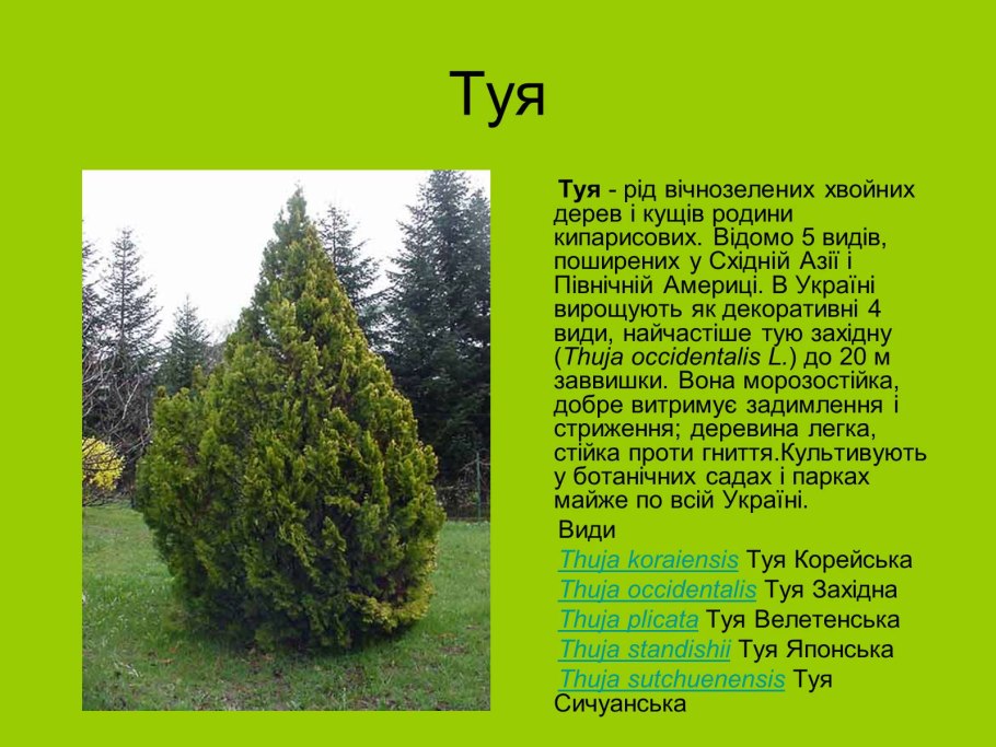 Кипарис пирамидальный Стрикта