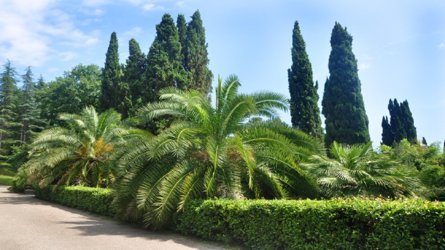 Можжевельник обыкновенный микростробилы