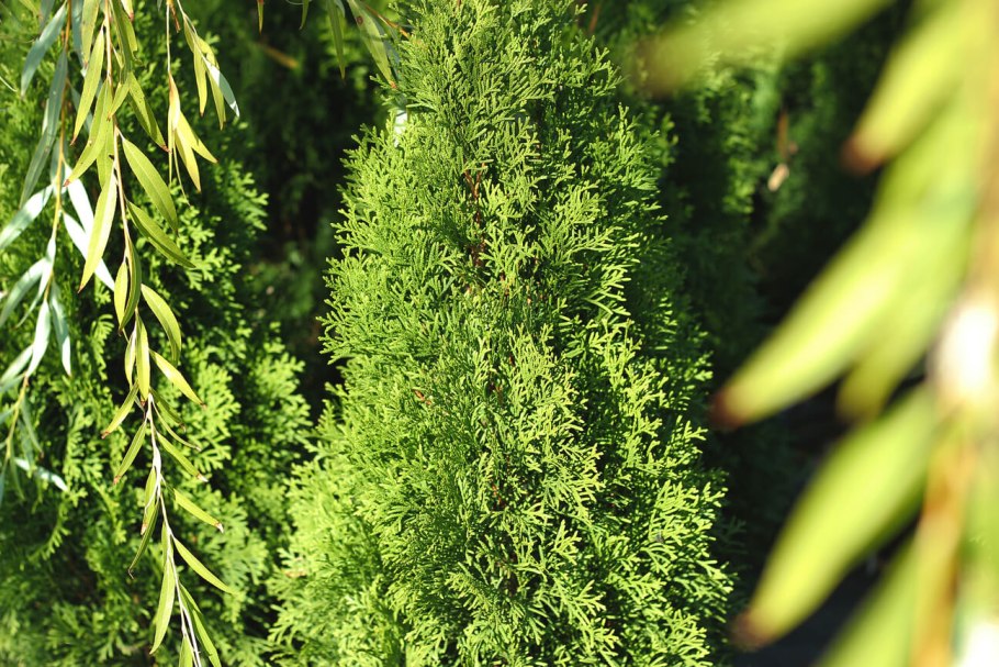 Кипарис Голдак рест Вилма