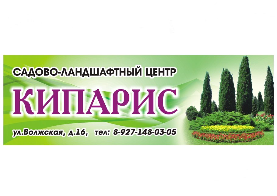 Кипарис вечнозеленый ‘пирамидальный’ — Cupressus sempervirens l. ‘pyramidalis’