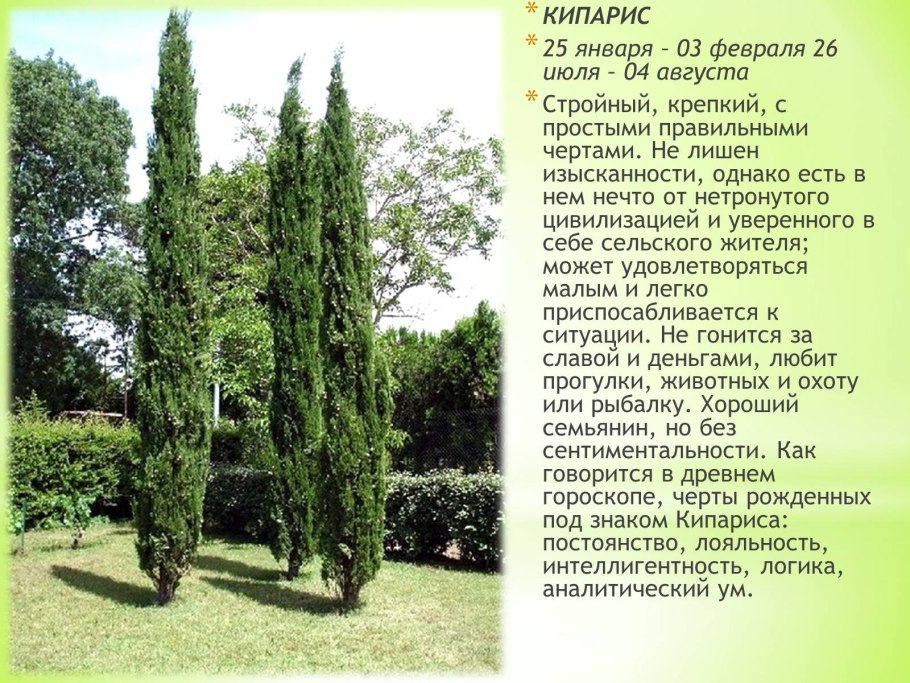 Кипарис тотемное растение