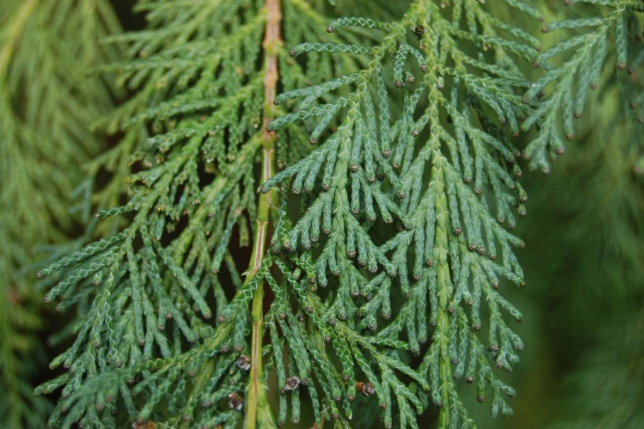 Кипарис Лейланда