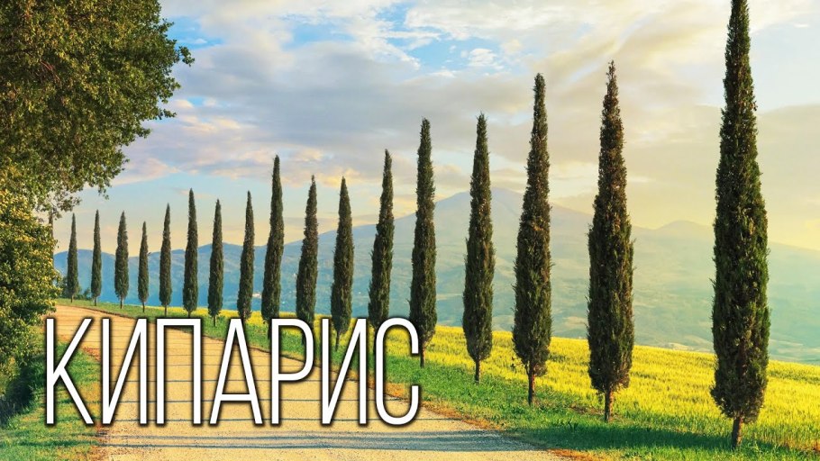Кипарис Бенджамина