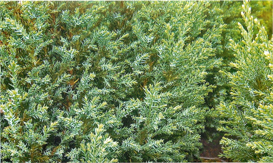 Thuja sutchuenensis