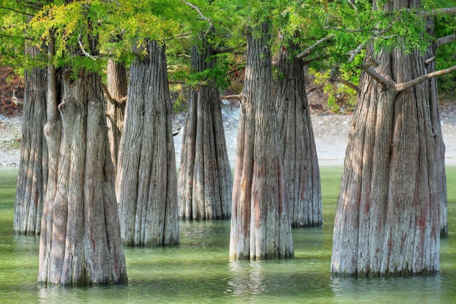 Туя Западная Кипарисовые