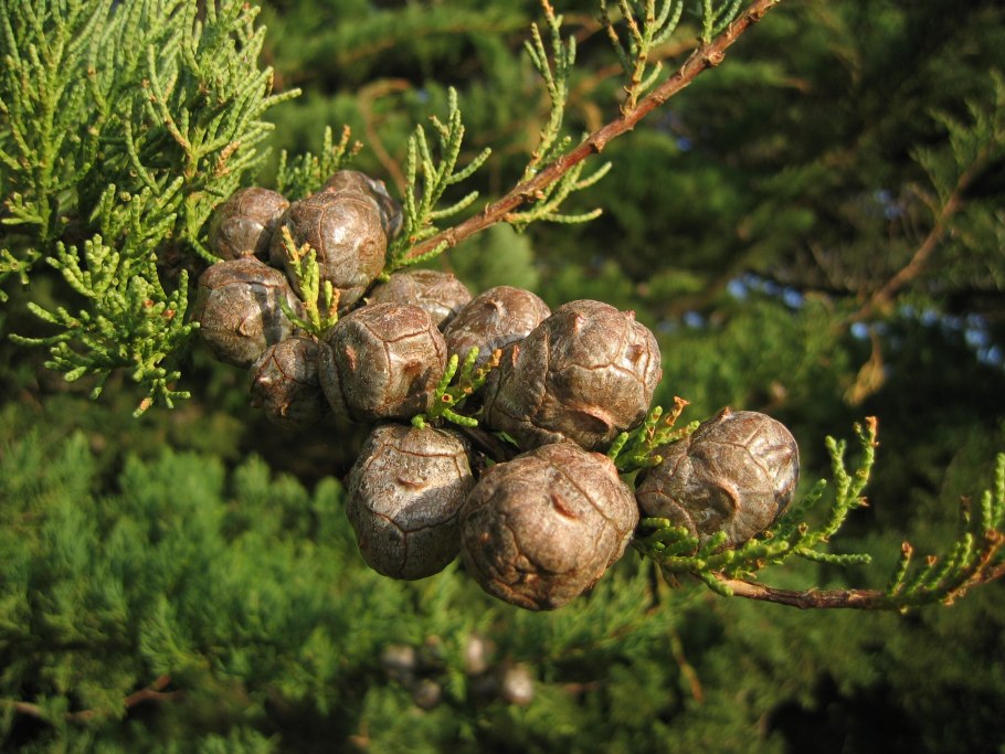 Кипарис лимонник