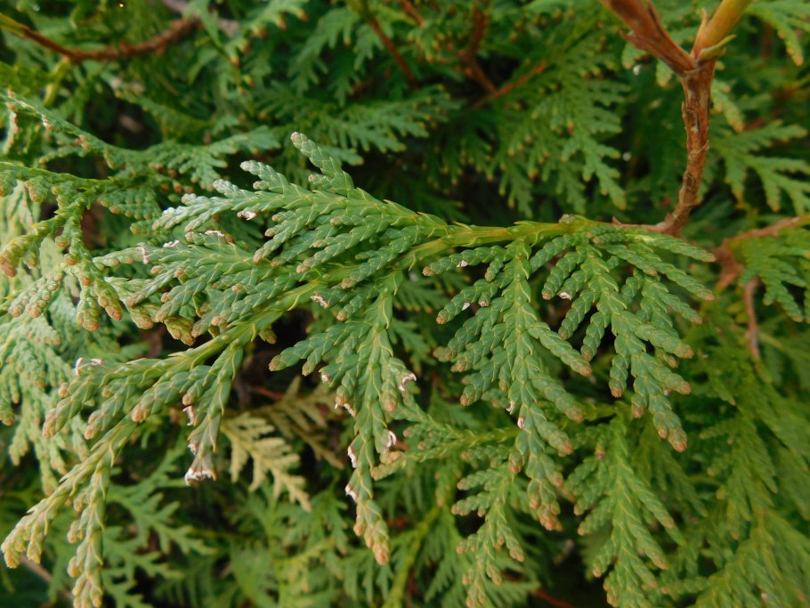 Кипарис вечнозеленый (Cupressus sempervirens)