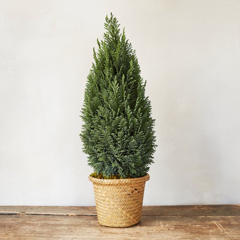 Кипарис вечнозеленый (Cupressus sempervirens)