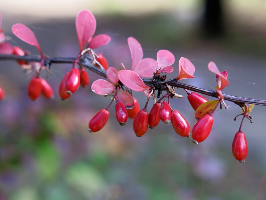 Барбарис Тунберга шипы