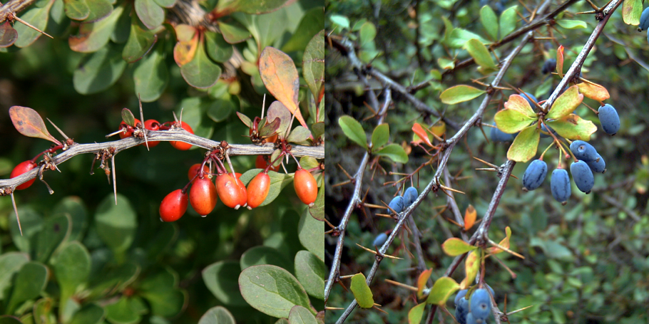 Berberis integerrima