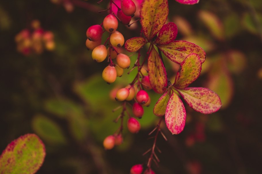 16. Барбарис Тунберга Harlequin