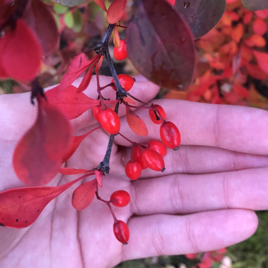 Барбарис обыкновенный Berberis vulgaris