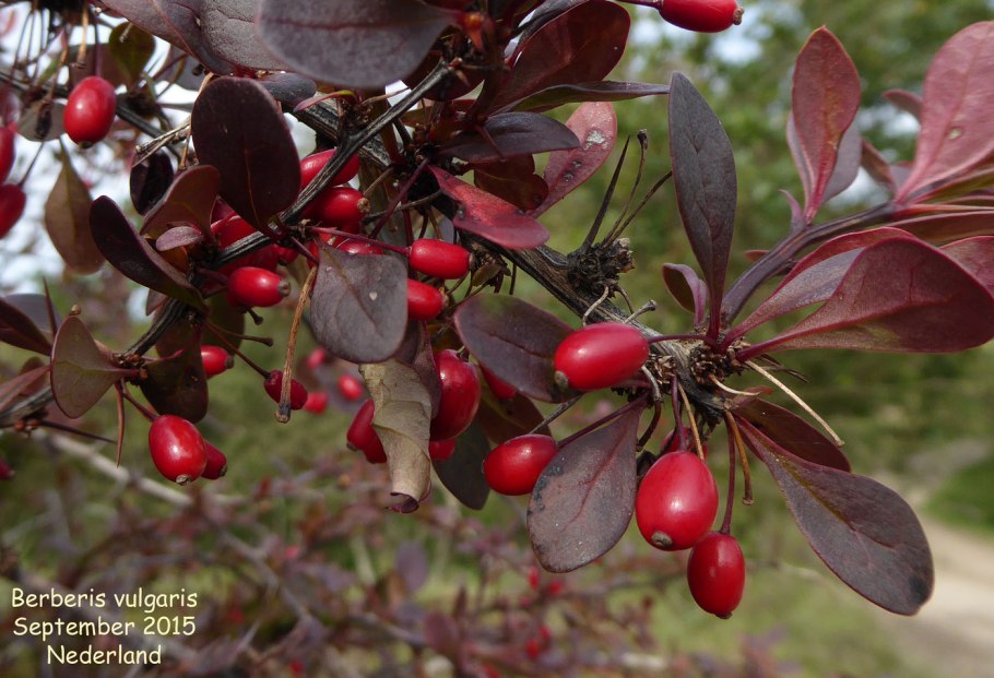 Барбарис мева