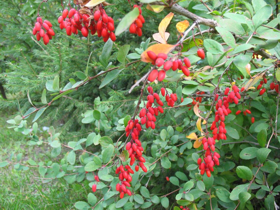 Барбарис кустарник