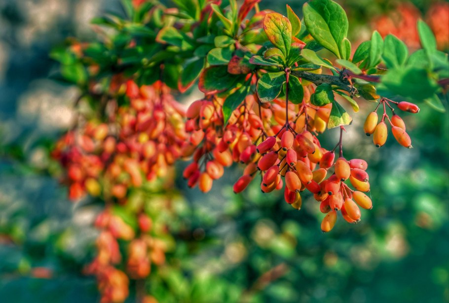 Берберин это Барбарис