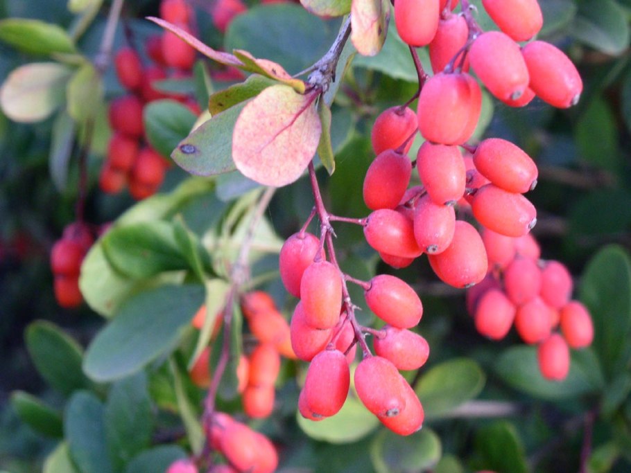 Барбарис обыкновенный (Berberis vulgaris l.)