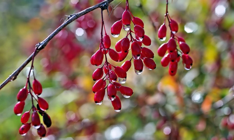 Барбарис обыкновенный (Зеленолист.)