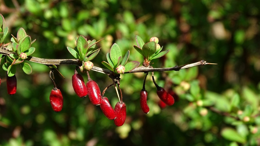 Барбарис обыкновенный (Berberis)