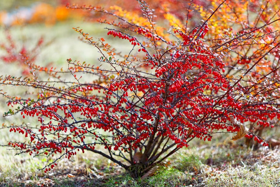 Барбарис обыкновенный Berberis vulgaris