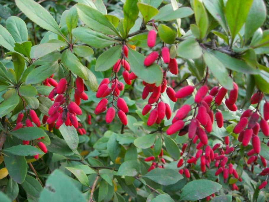 Барбарис обыкновенный Berberis vulgaris