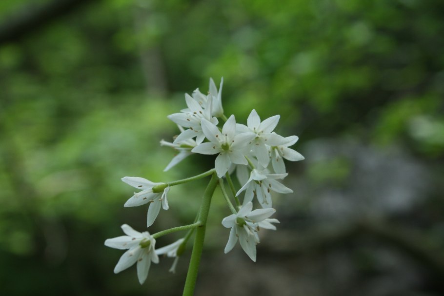 Клинтония (Clintonia Borealis)